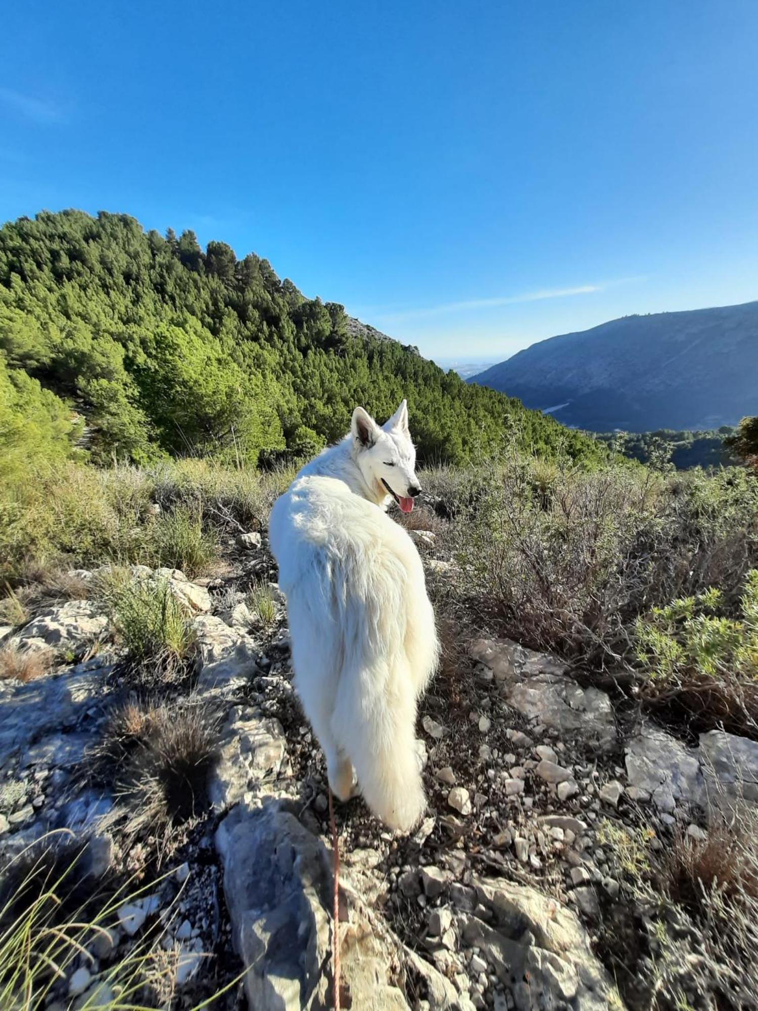 Finca Oliva Bolulla Εξωτερικό φωτογραφία
