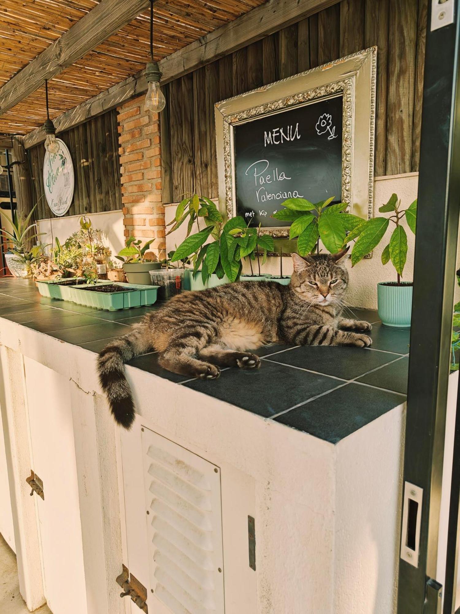 Finca Oliva Bolulla Εξωτερικό φωτογραφία