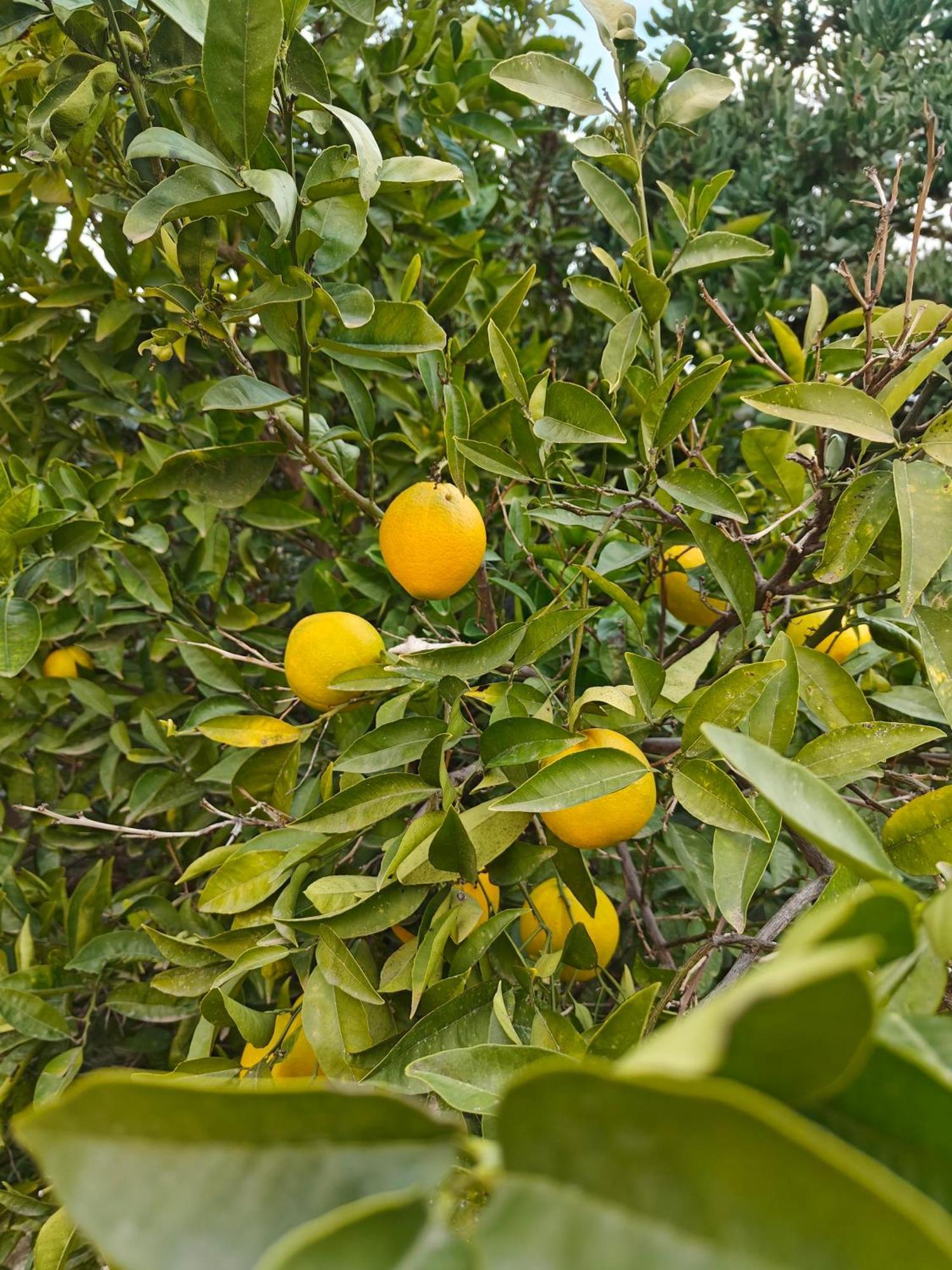 Finca Oliva Bolulla Εξωτερικό φωτογραφία