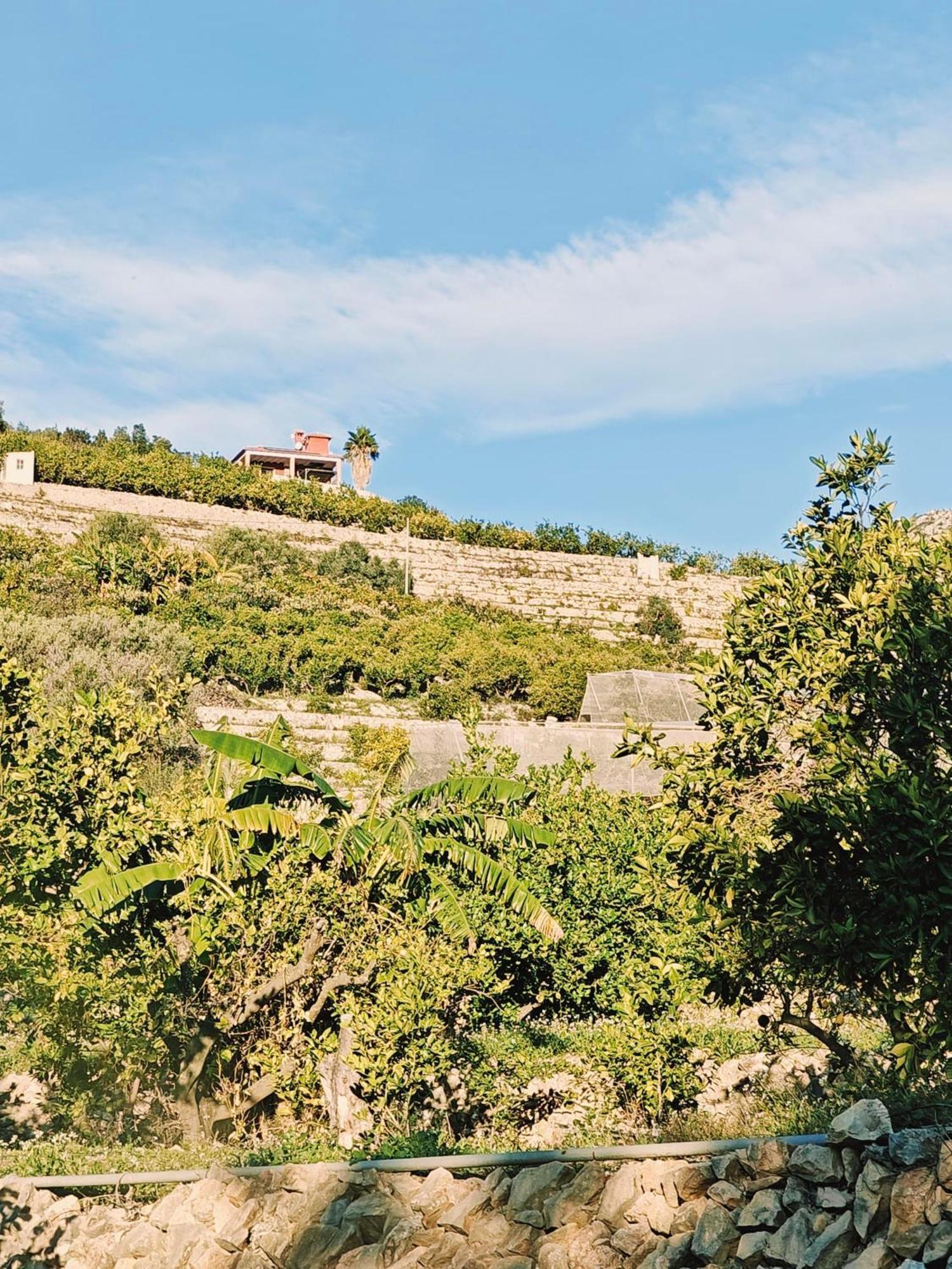 Finca Oliva Bolulla Εξωτερικό φωτογραφία