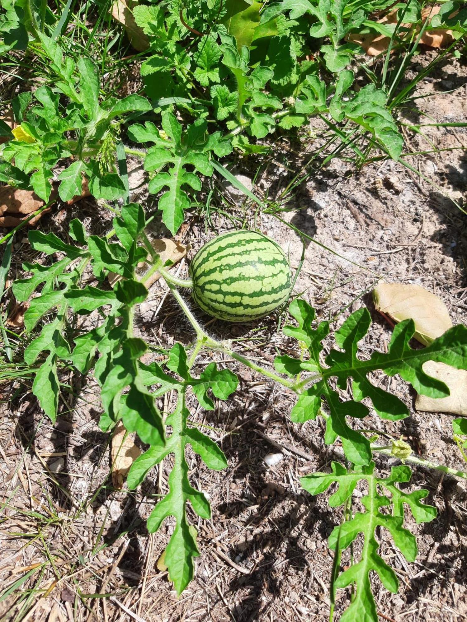 Finca Oliva Bolulla Εξωτερικό φωτογραφία